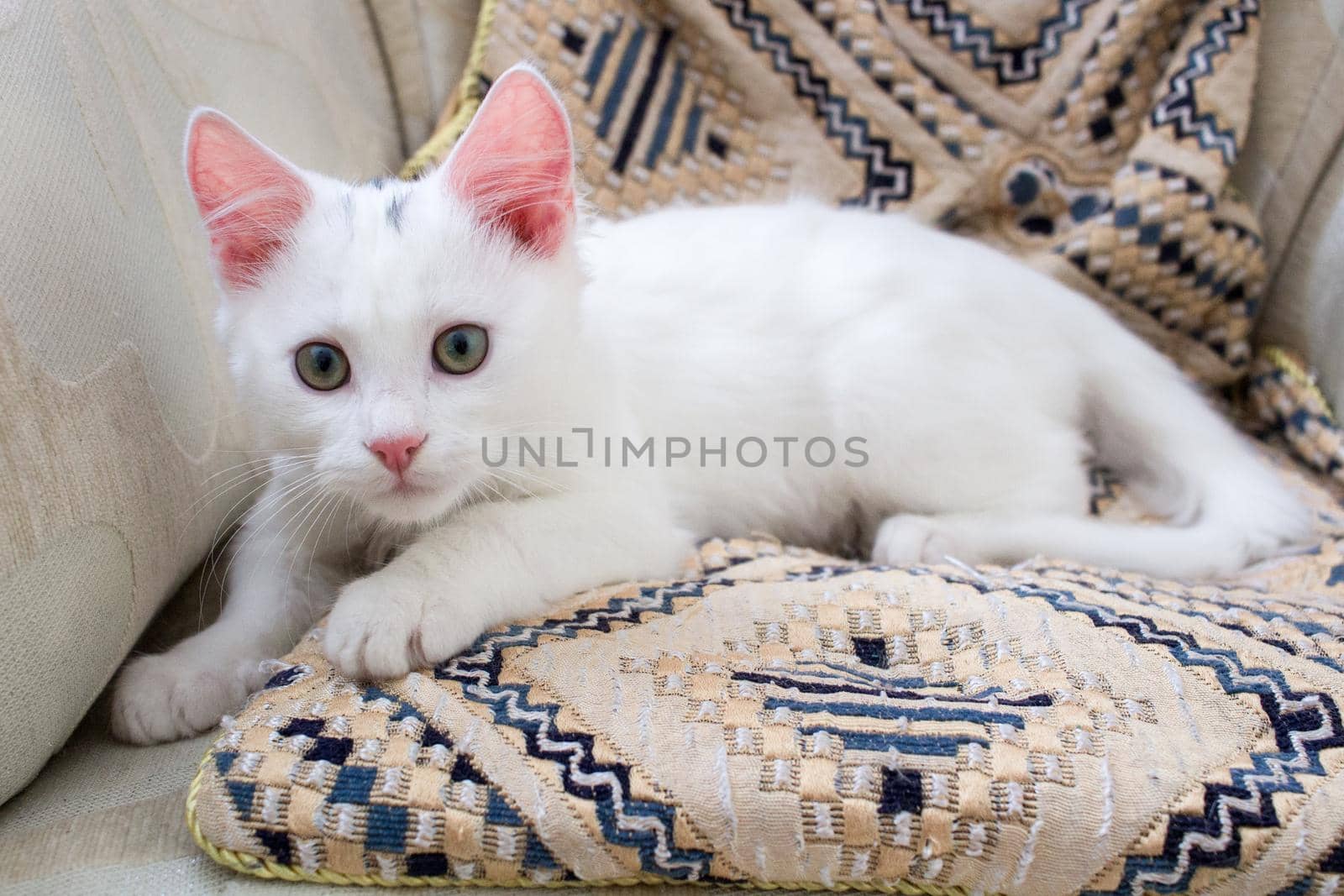 White baby cat kitten with rose ears lying on pillow