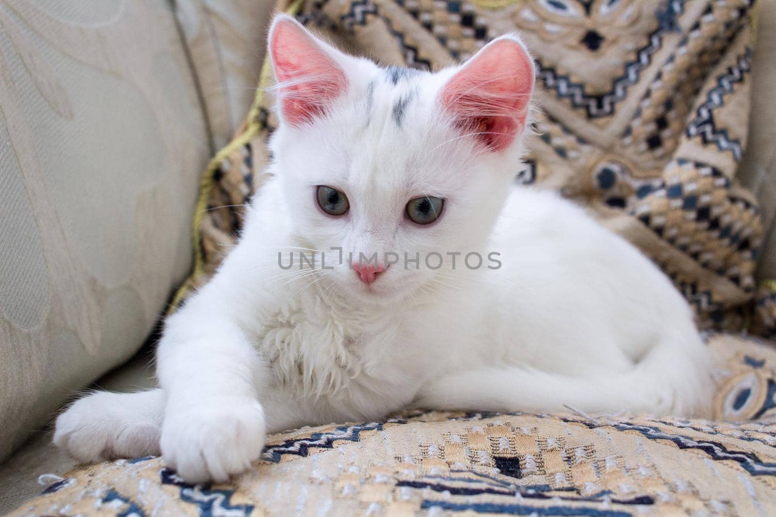 White baby cat with rose ears playing on pillow by VeraVerano
