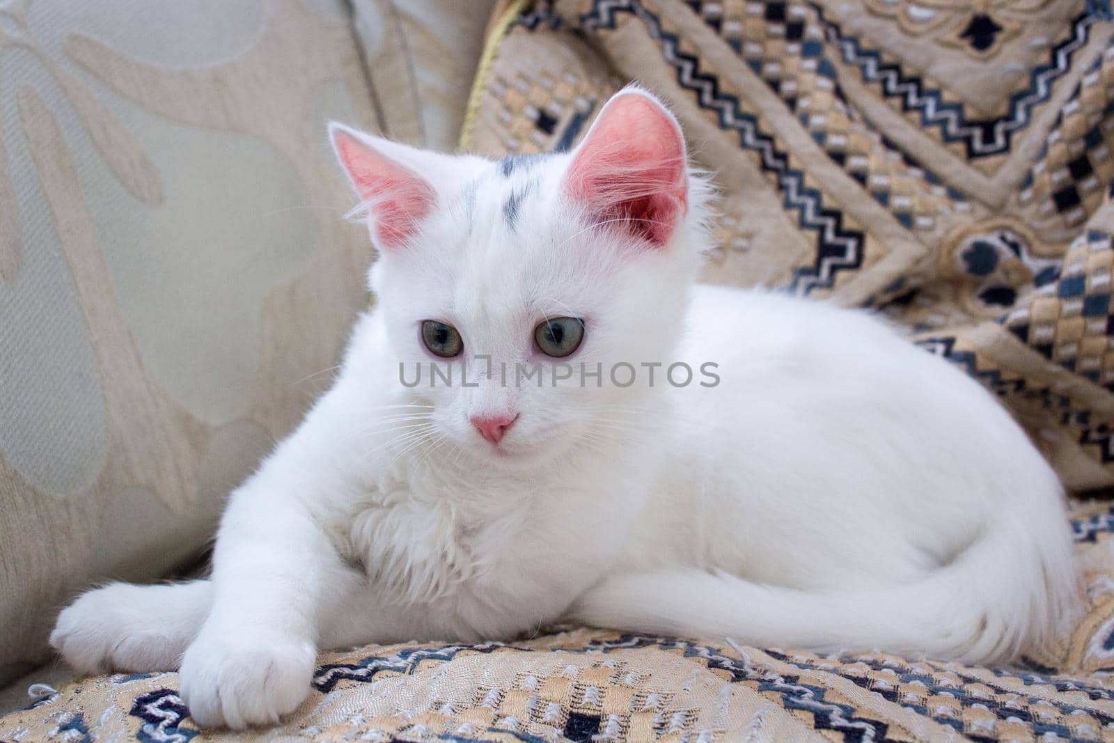 White baby kitten with rose ears on pillow
