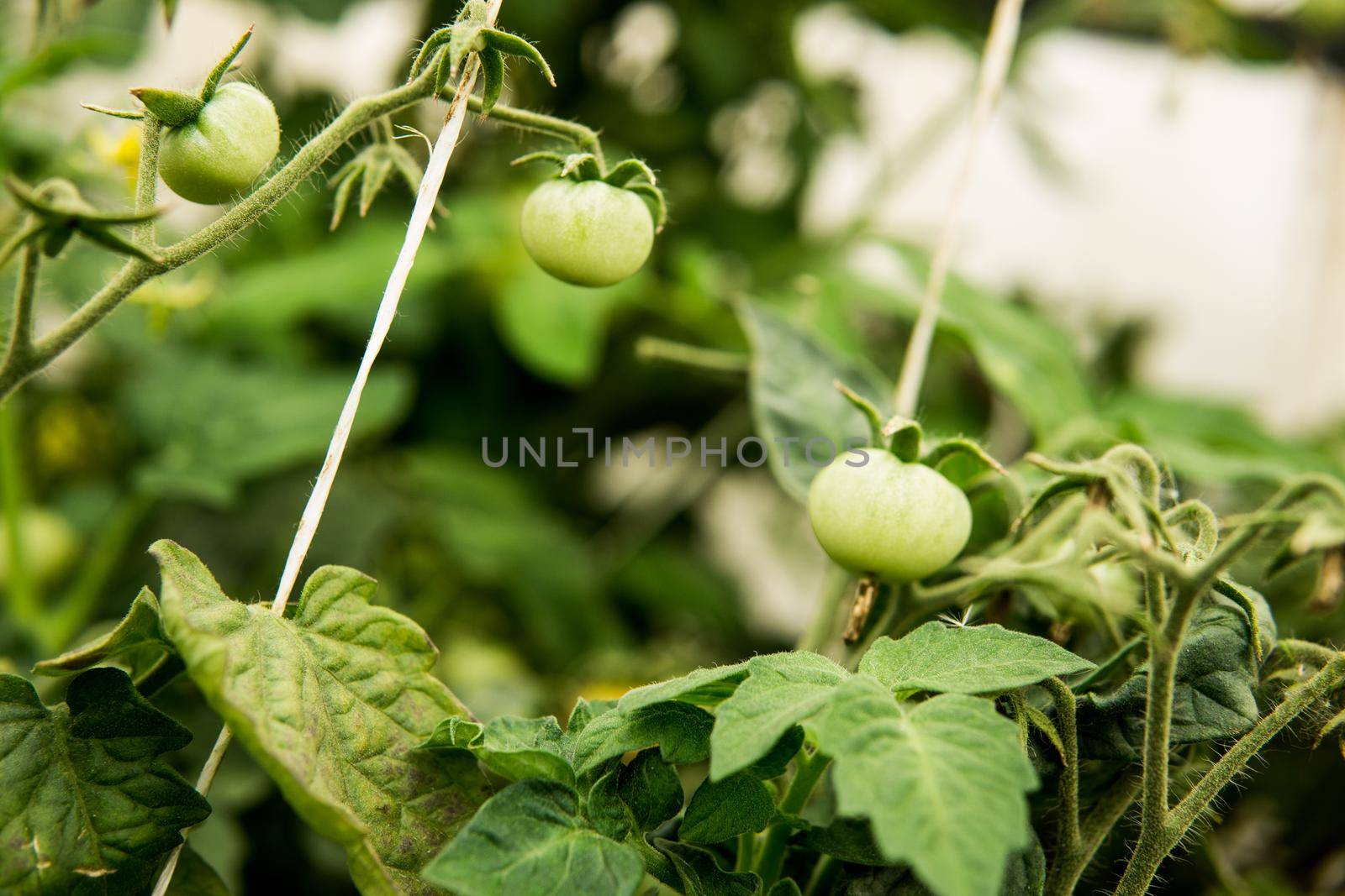 Tomatoes are hanging on a branch in the greenhouse. by Annu1tochka