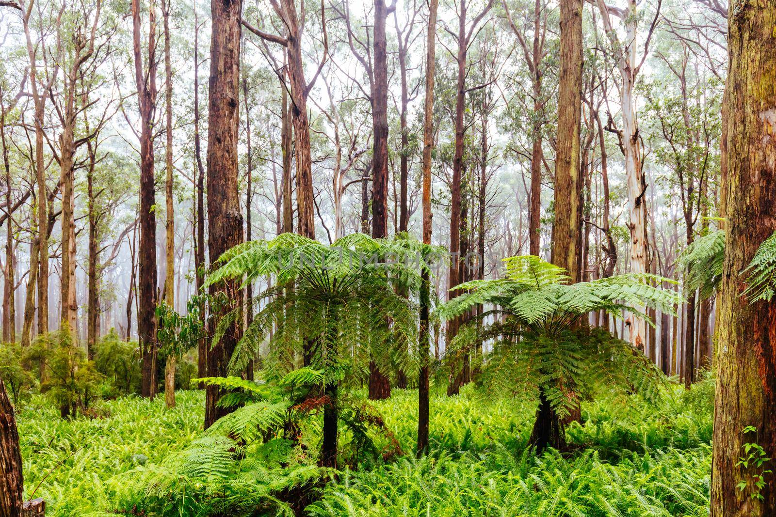 The lush ferny surroundings on a cold misty day along Donna Buang Rd near Don Rd and Healesville in Victoria, Australia