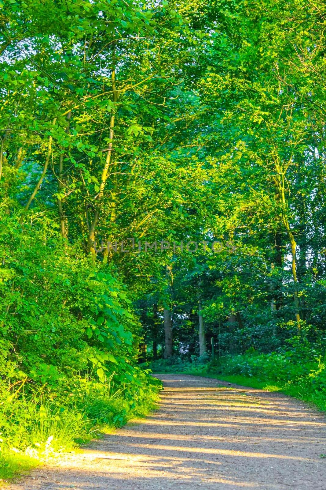 Natural beautiful panorama view with pathway and green plants trees in the forest of Speckenbütteler Park in Lehe Bremerhaven Germany.