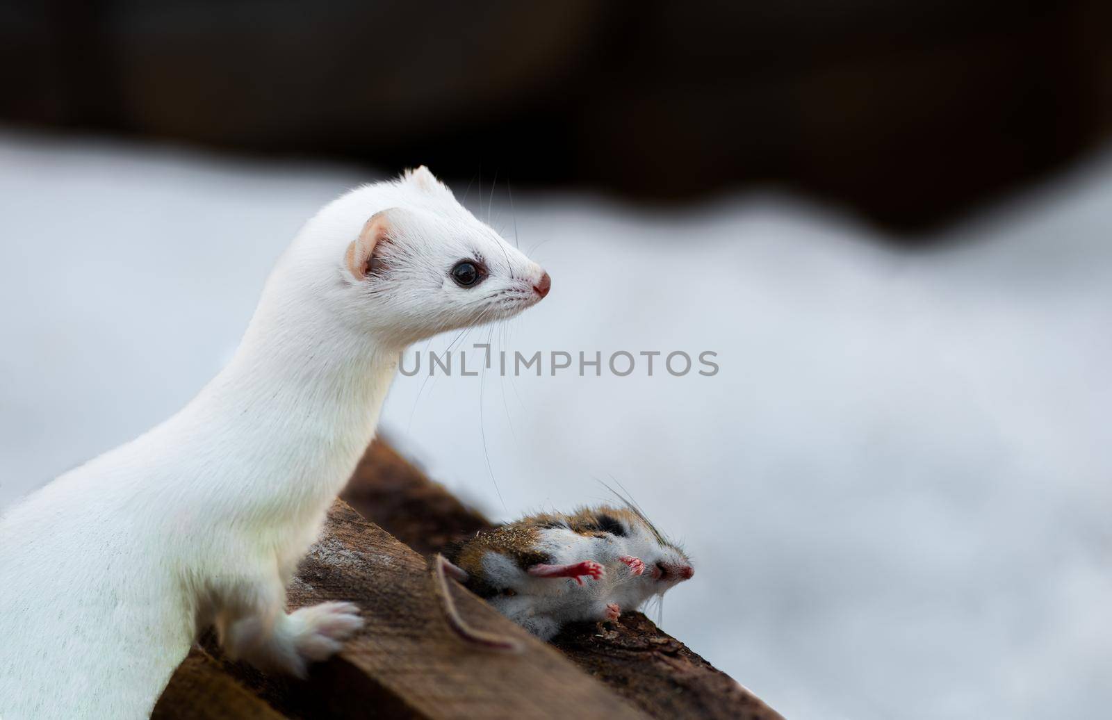 Ermine also known as stoat in Sax SIm Bog