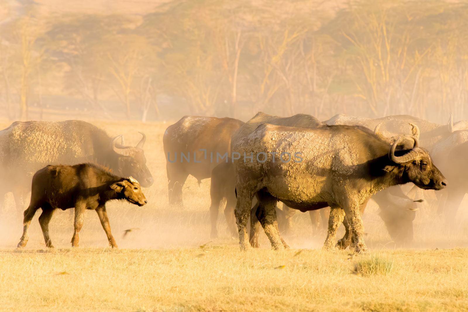 Cape buffaloes grazing for lunch in kenya Africa