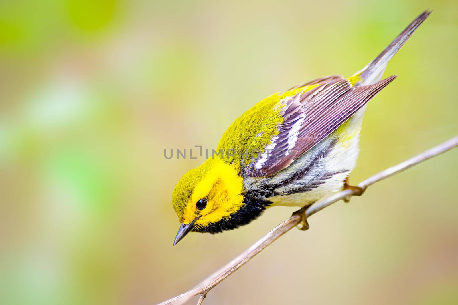 Black-throated green warbler singing to its mate in Magee Marsh Ohio