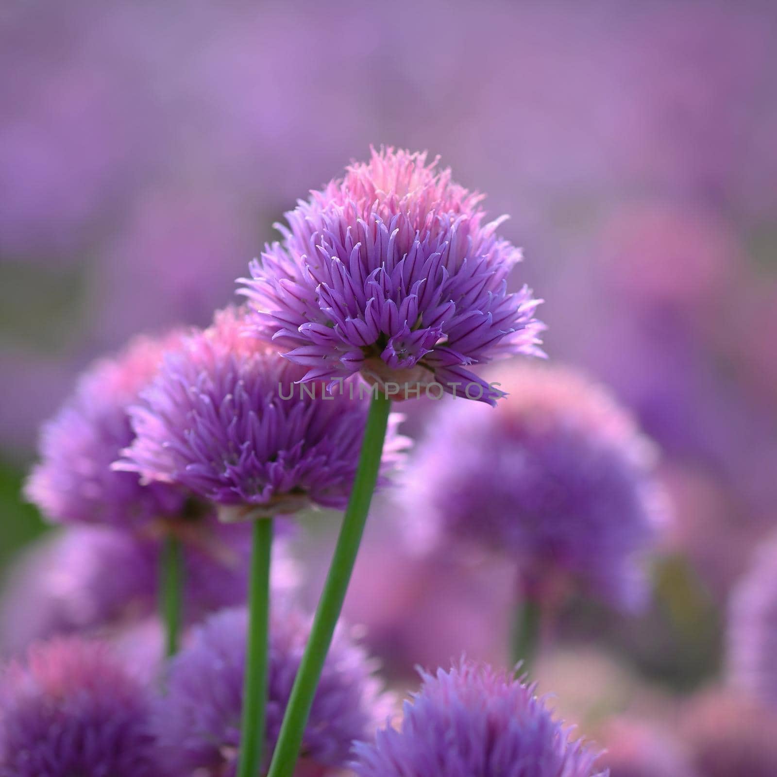 Landscape with purple chives flowers. Summer sunny day with sun, blue sky and colorful nature background. by Montypeter