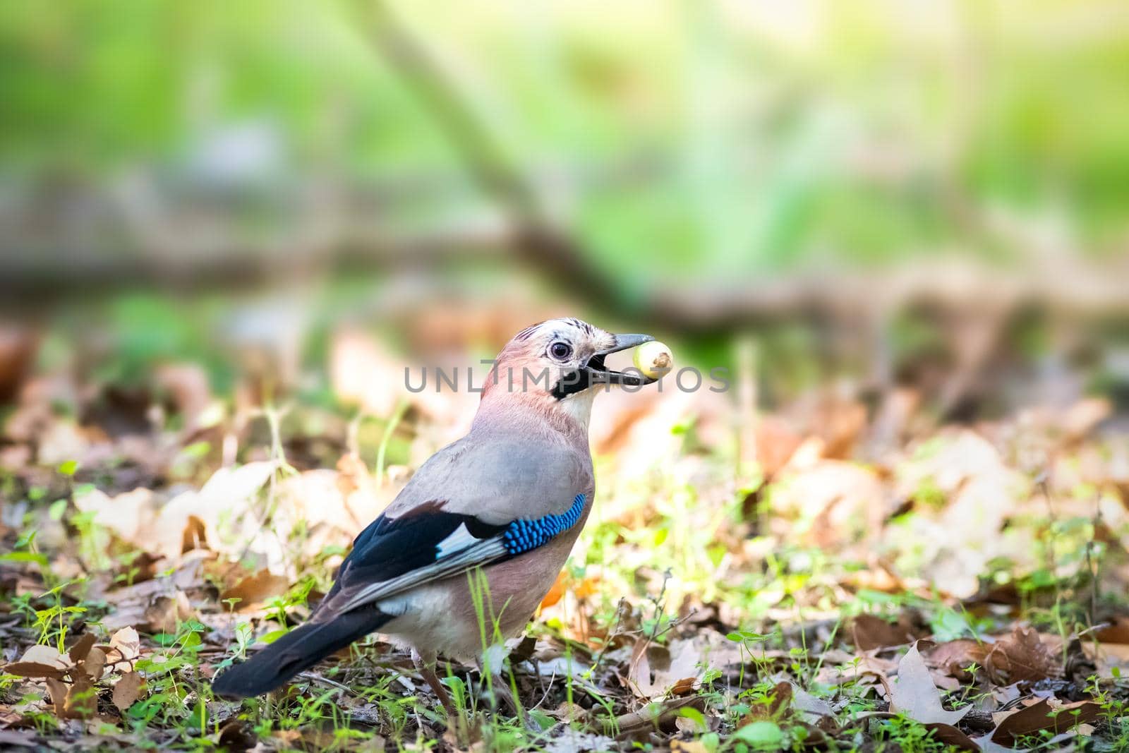 Eurasian Jay snacking on some fruit in Greece