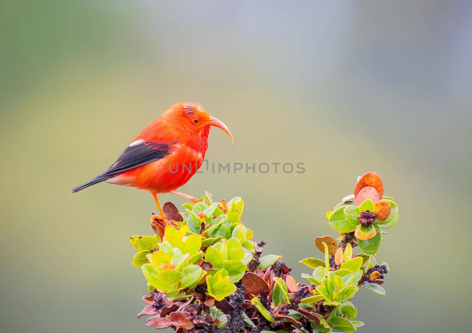 Iiwi endangered Hawaiian honeycreeper bird sitting on a tree top on a cloudy day