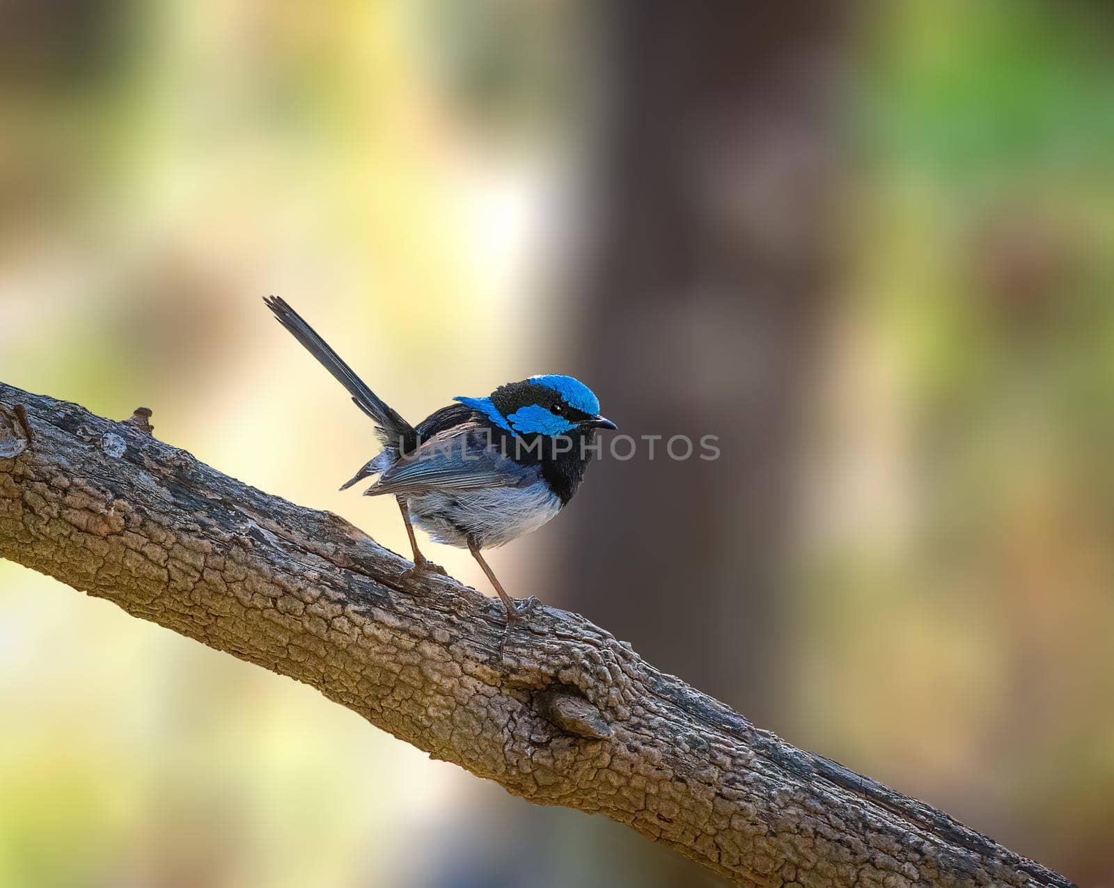 Superb Fairywren perched on a tree