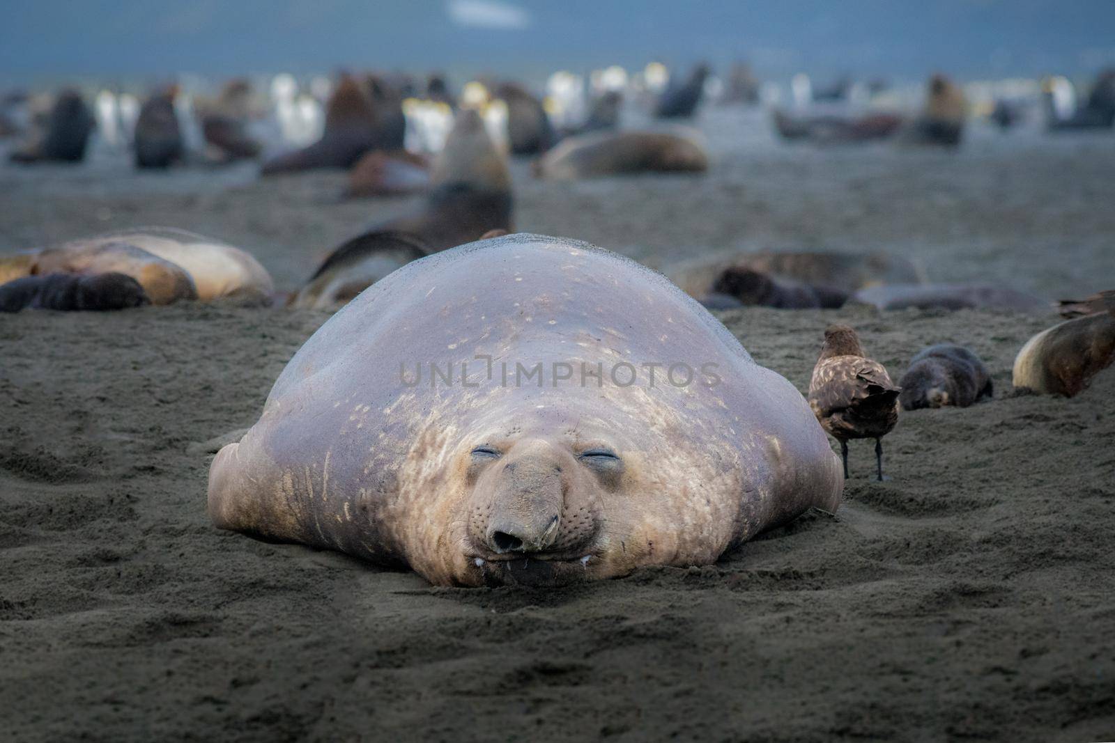 Photo of a southern elephant seal resting after a long day of defending his haremwith selective focus on the seal