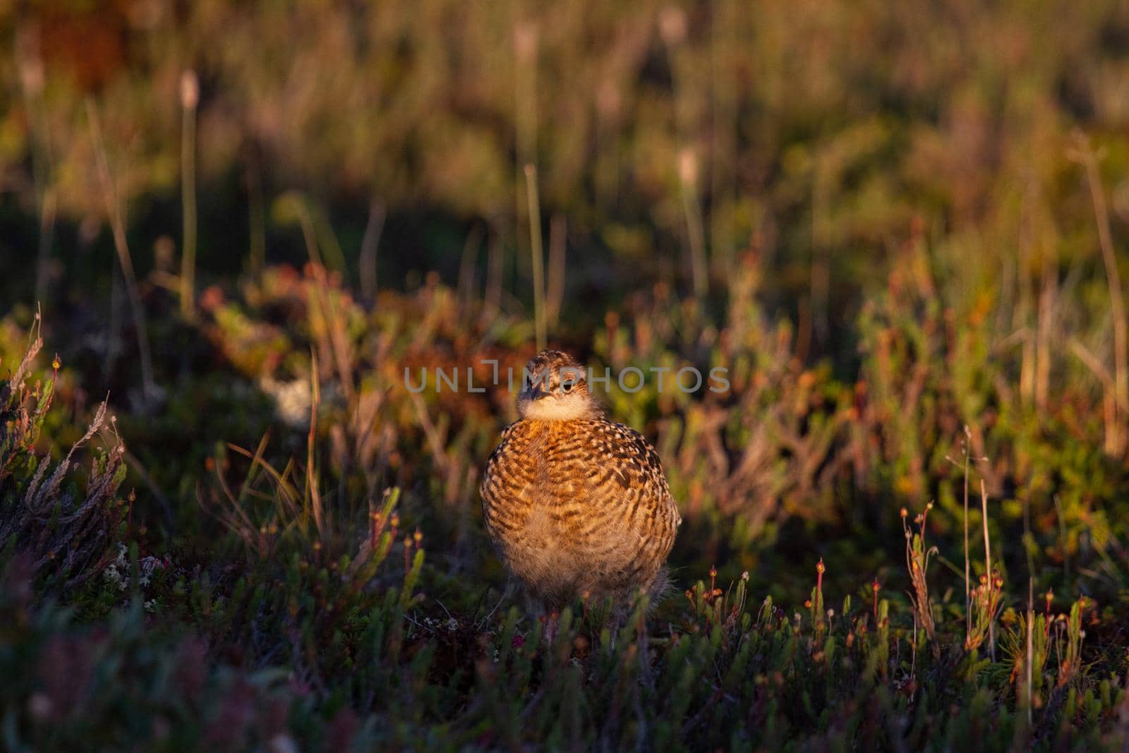 A young willow ptarmigan or grouse hiding among willows in Canada's arctic tundra by Granchinho
