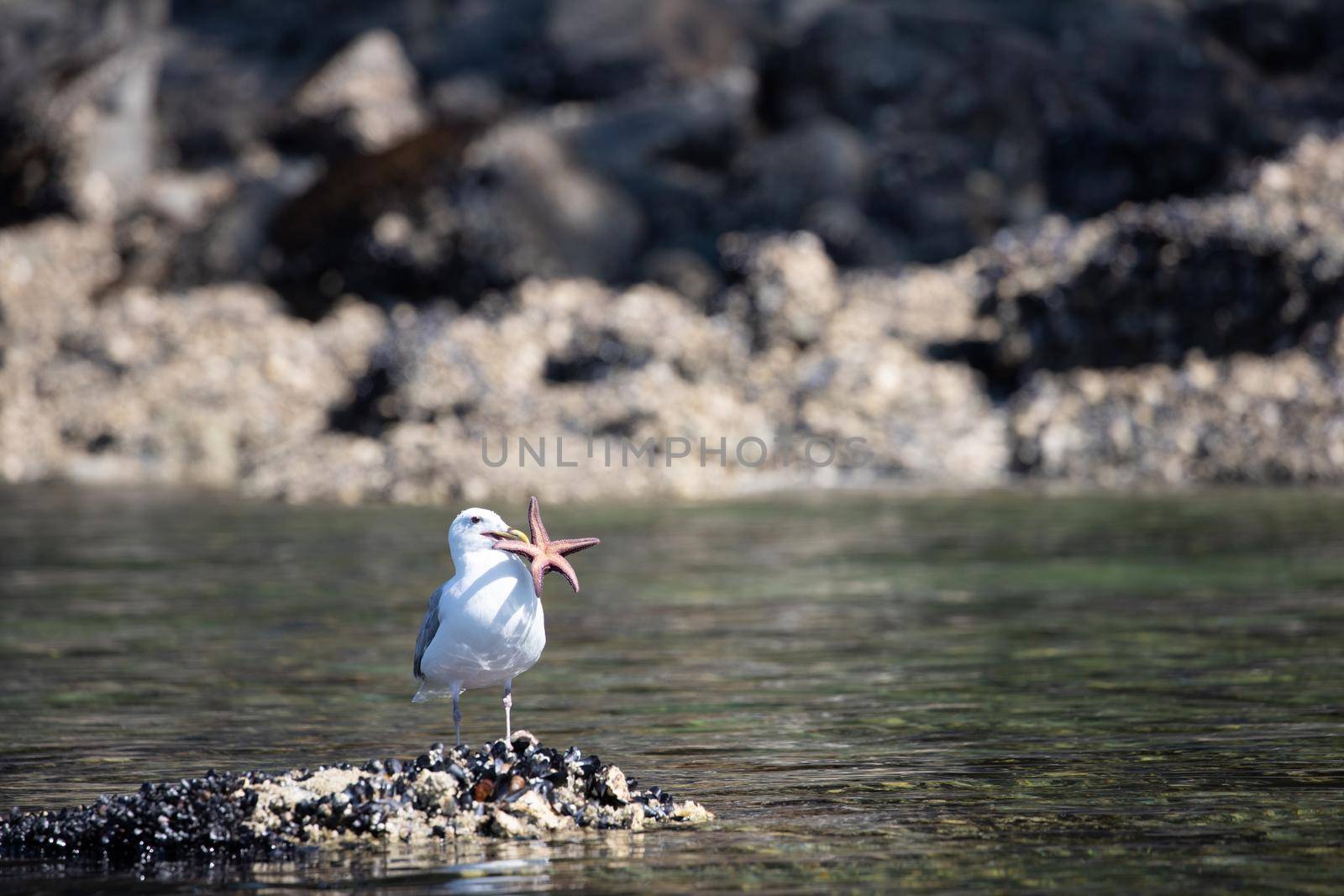 A glaucous-winged gull holding a starfish while standing a shell covered rock in British Columbia, Canada