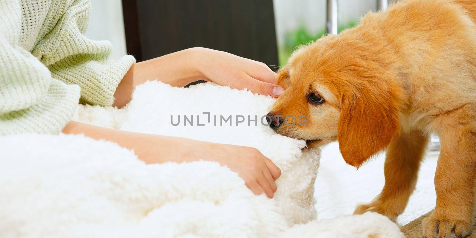 A child with a cute puppy. Girl with a golden hovawart puppy at home. cute little guard puppy. Golden Retriever pup.
