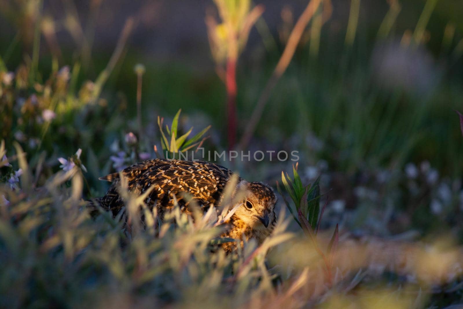 A young willow ptarmigan or grouse hiding among willows in Canada's arctic tundra. Near Arviat, Nunavut
