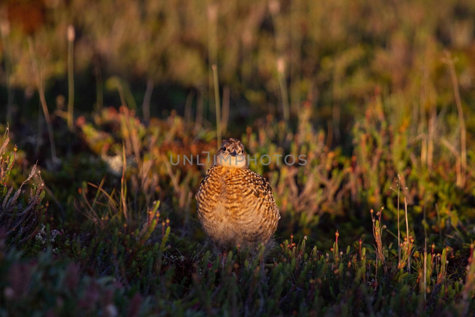 A young willow ptarmigan or grouse hiding among willows in Canada's arctic tundra. Near Arviat, Nunavut