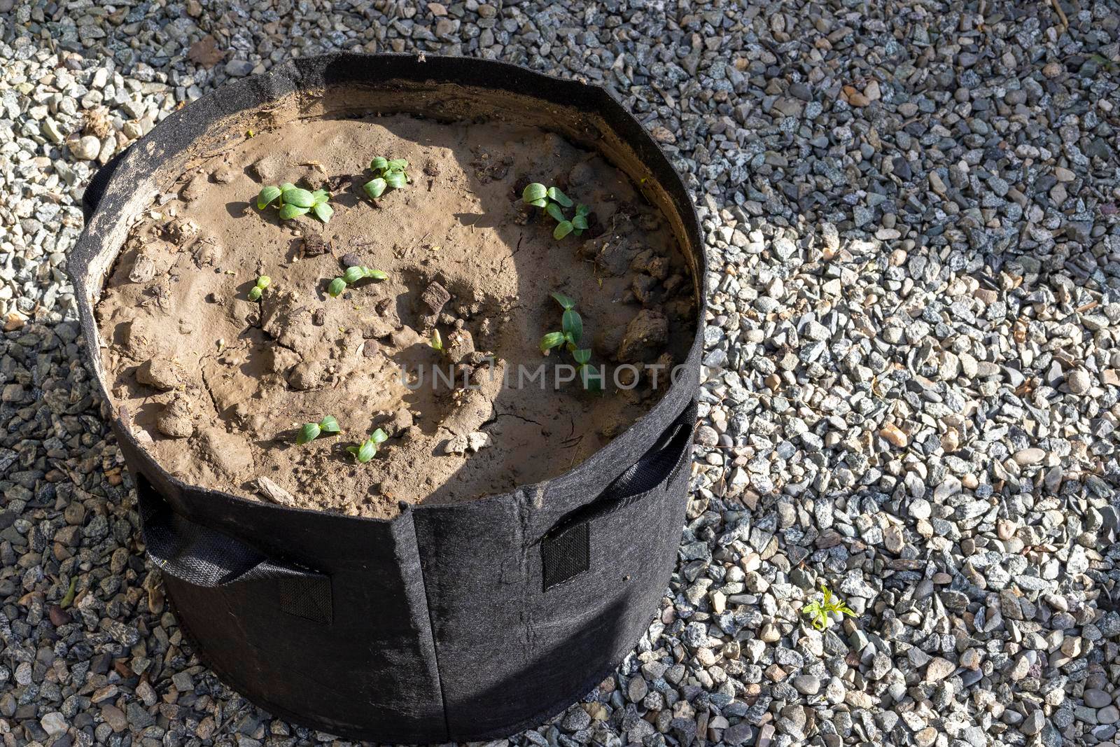 Vegetable growing in black grow bag or home gardening in grow bags concept