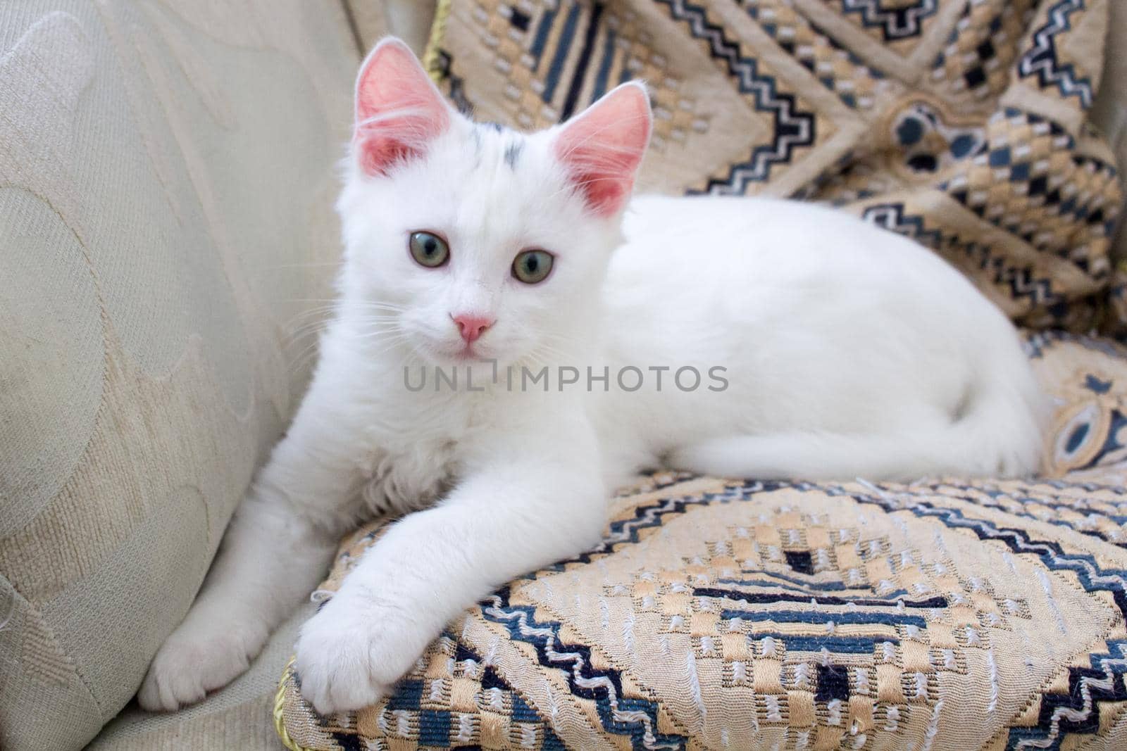 White baby cat with rose ears playing on pillow