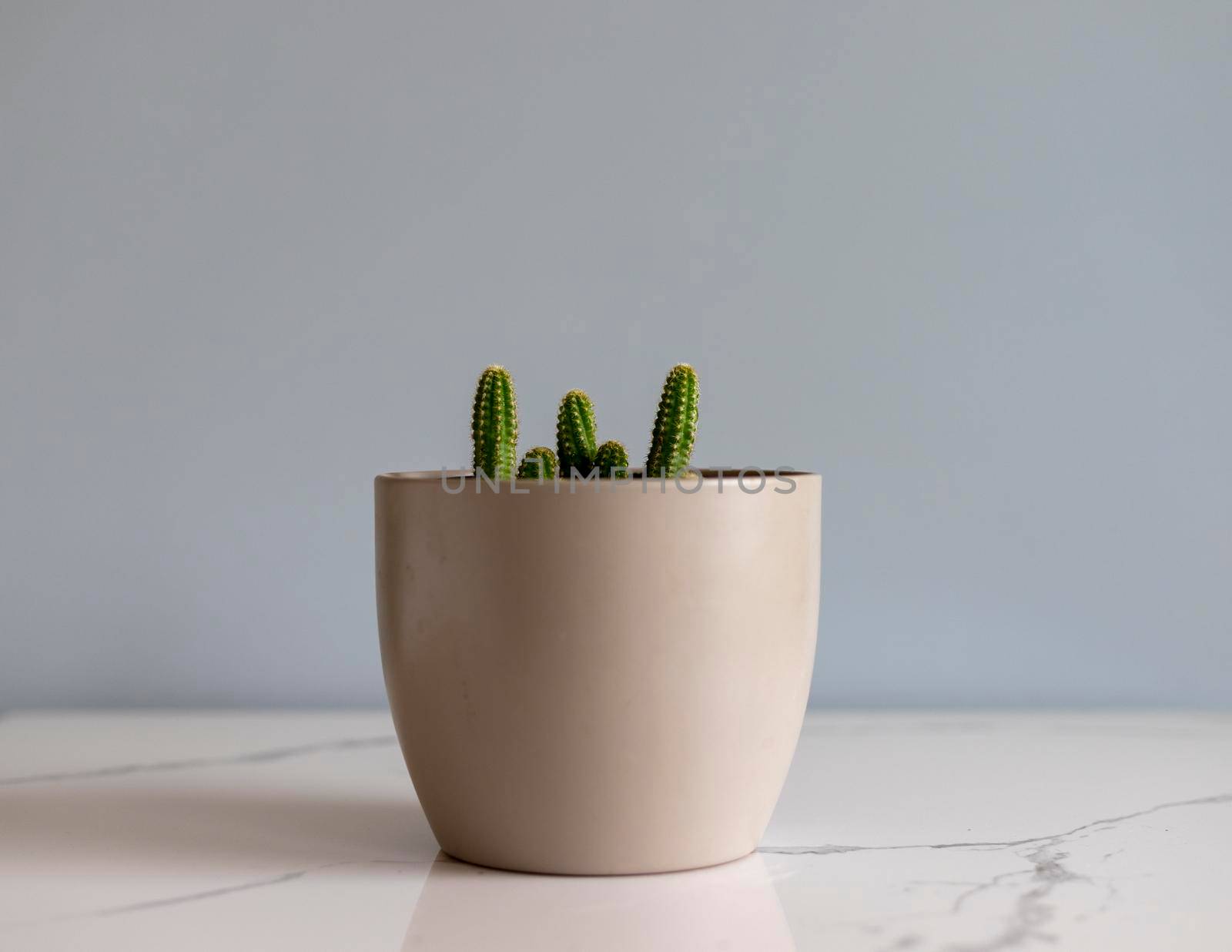 Peanut cactus in a decorative flowerpot with isolated background