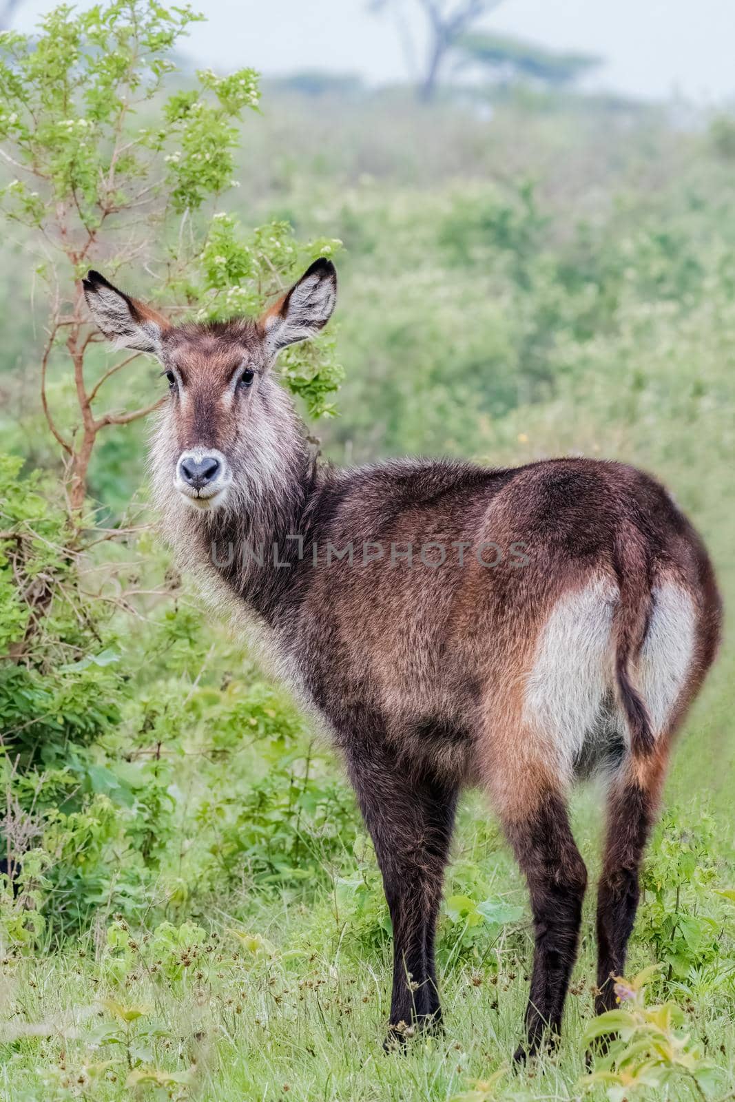 WaterBuck is a large antelope from Africa by Rajh_Photography