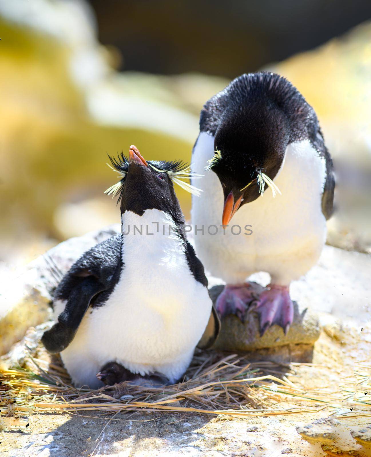 Rock Hopper Penguin parents with a chick in Falkland Islands