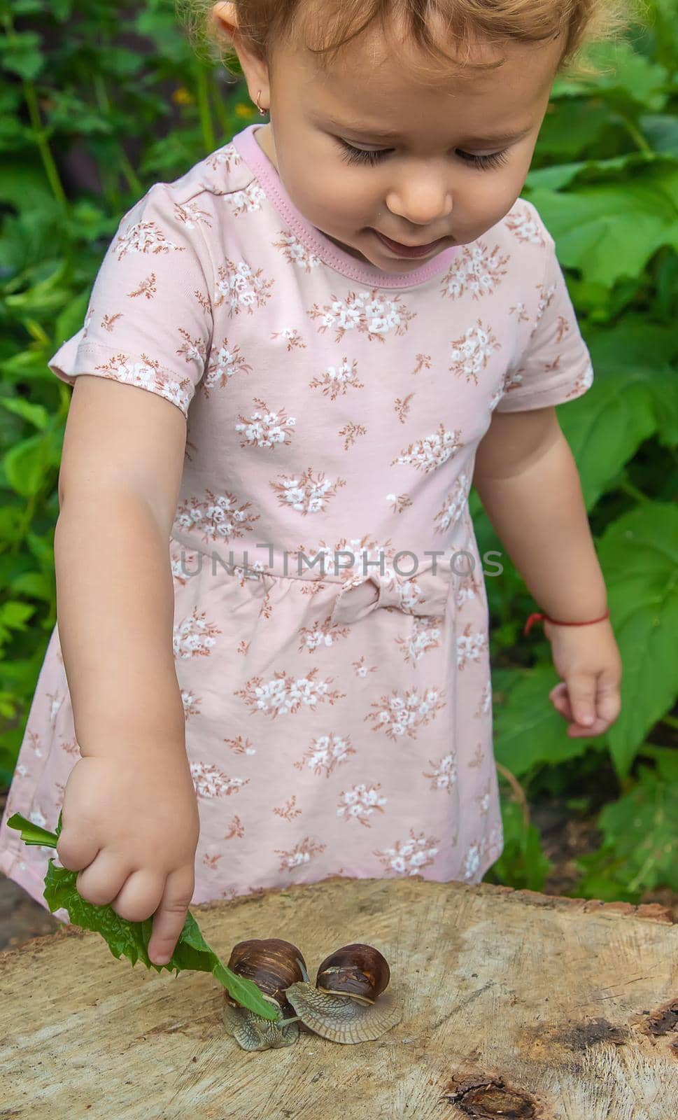 The child examines the snails on the tree. Selective focus. by yanadjana