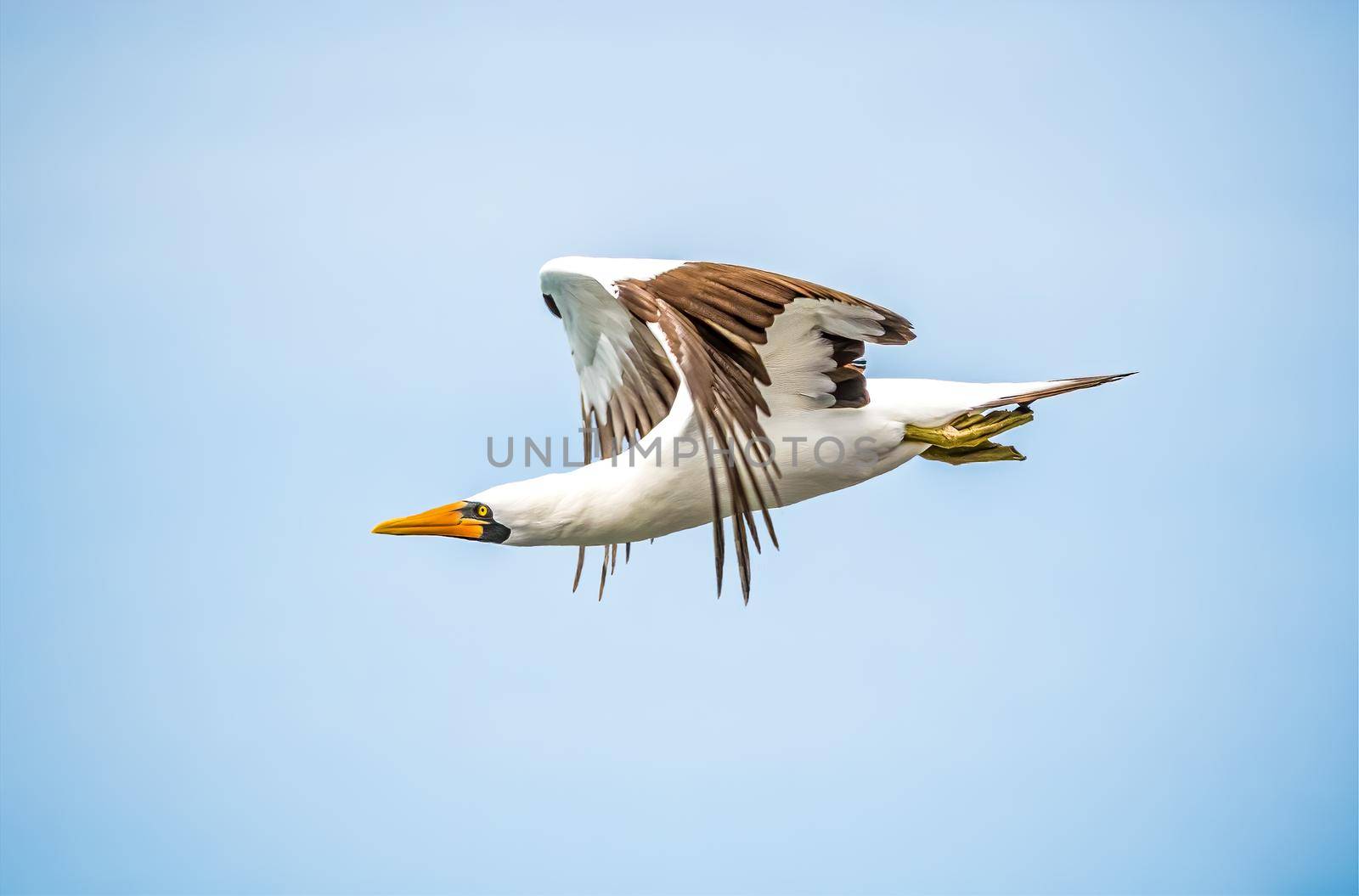 Nazca Booby is a large seabird of the booby family, Sulidae, native to the eastern Pacific