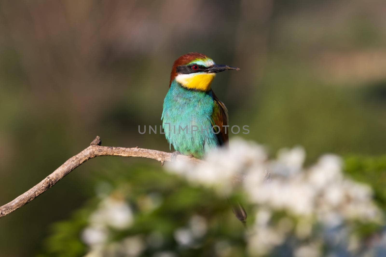 beautiful bird of paradise sits on a flowering branch , bee-eater