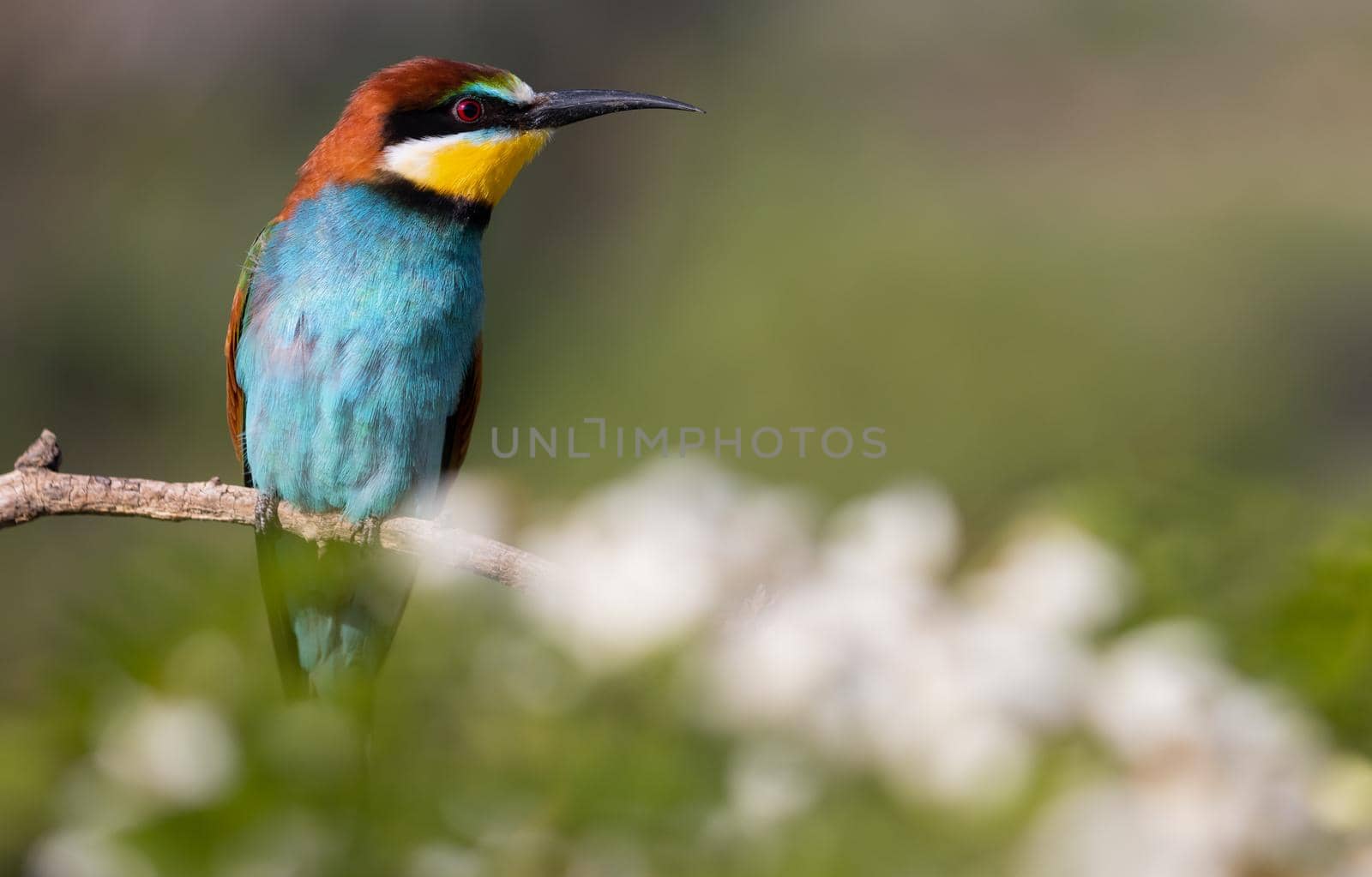 surprised beautiful bird looks to the side , bee-eater