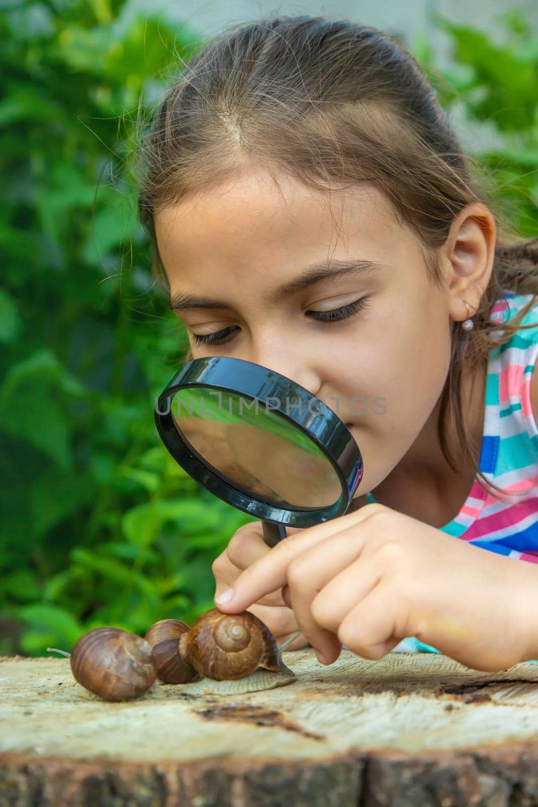 The child examines the snails on the tree. Selective focus. by yanadjana