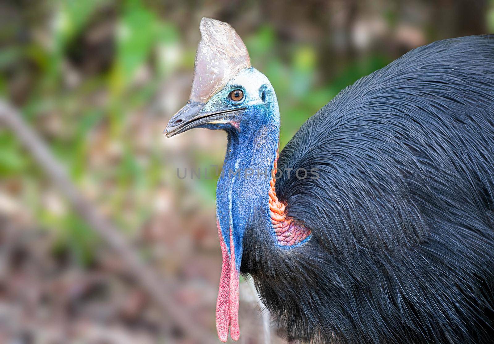 Cassowaries are considered as the world's most dangerous bird. with selective focus on the bird