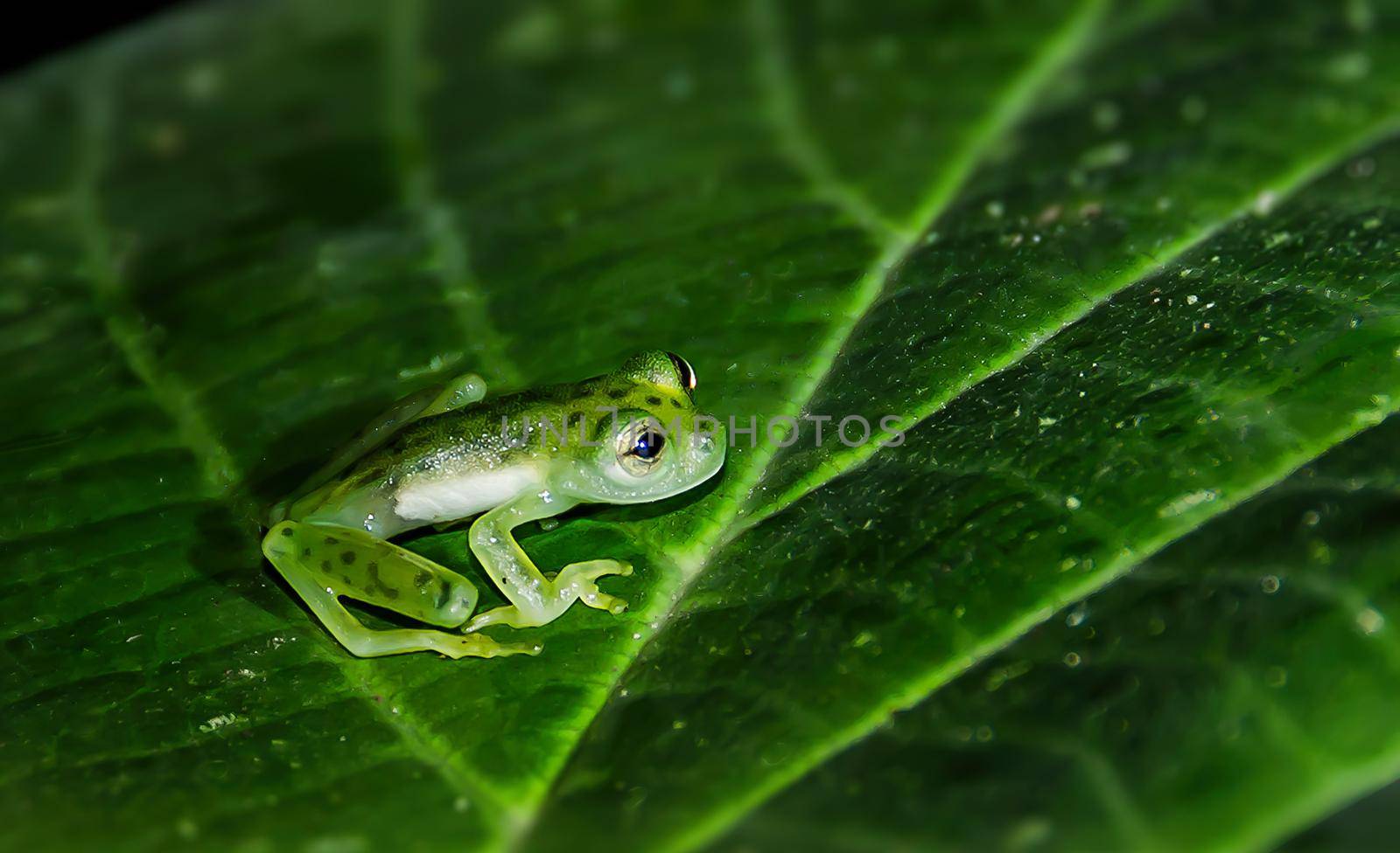 Glass frogs get their name because of their translucent bodies