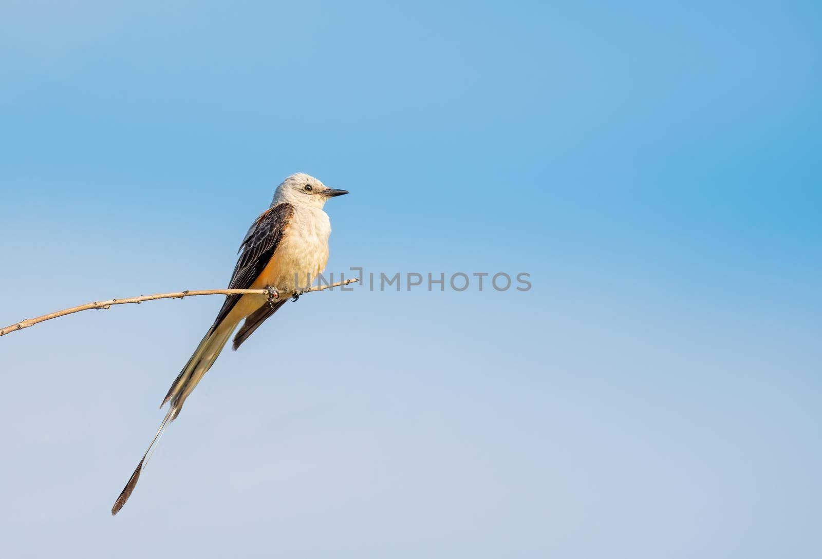 Scissor Tailed Flycatcher sitting on a branch