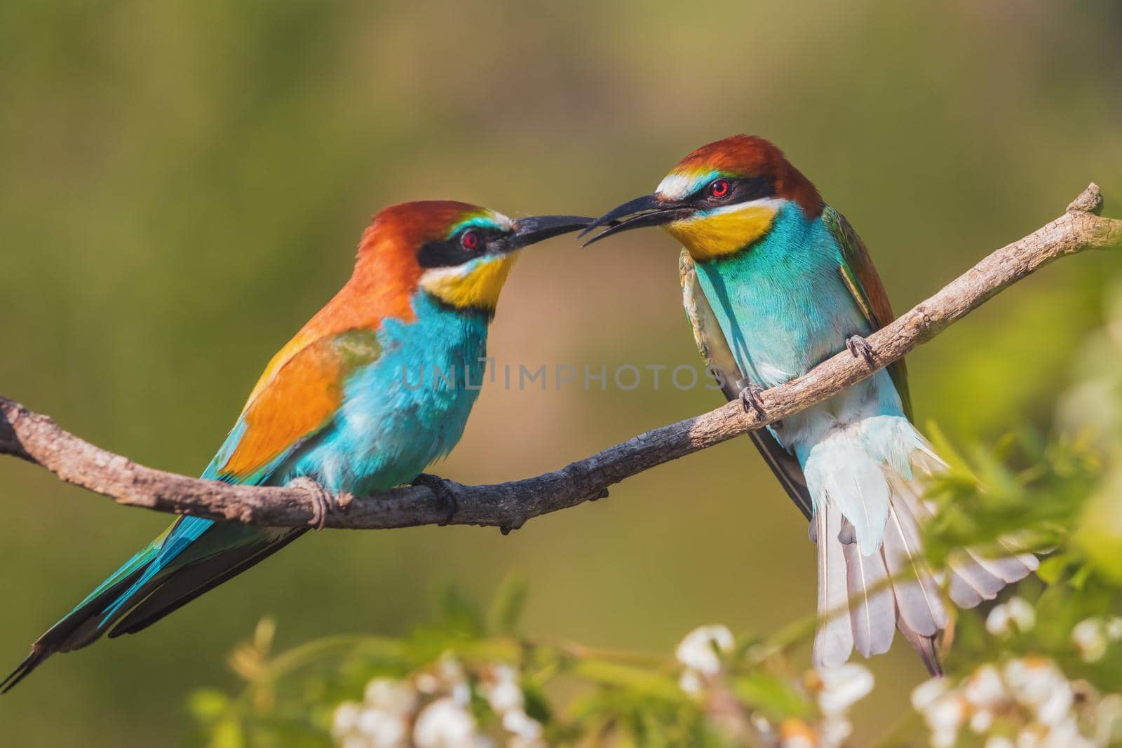 beautiful birds of paradise conflict , wildlife