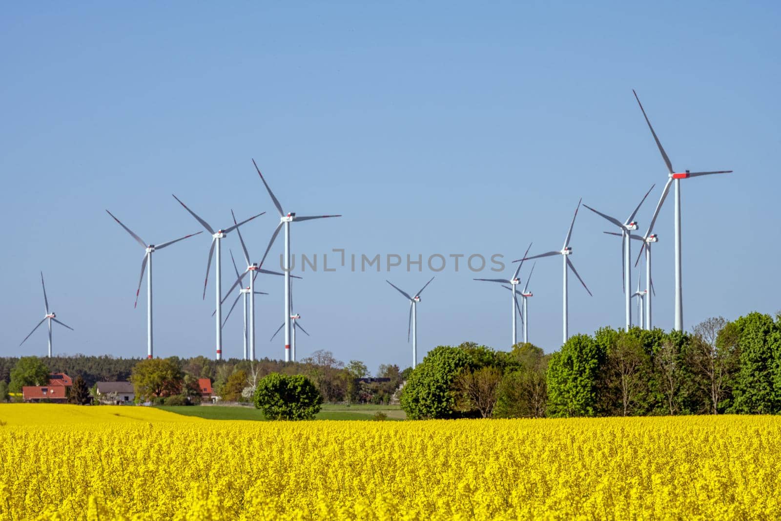 Flowering canola field with wind turbines by elxeneize