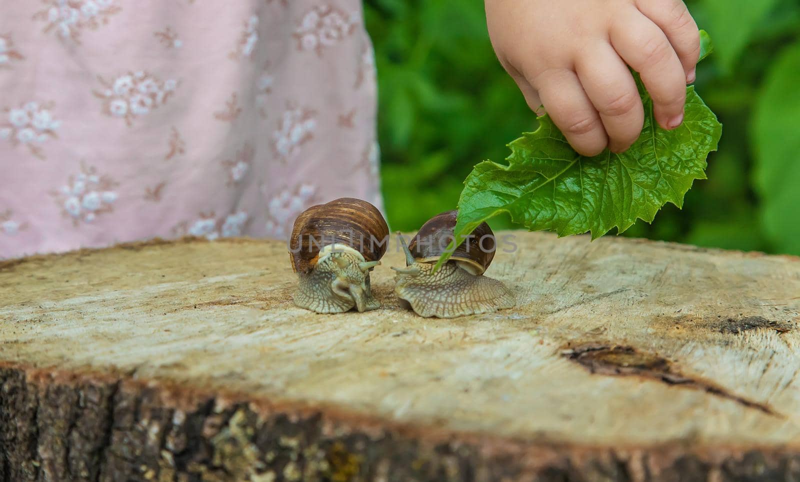 The child examines the snails on the tree. Selective focus. by yanadjana