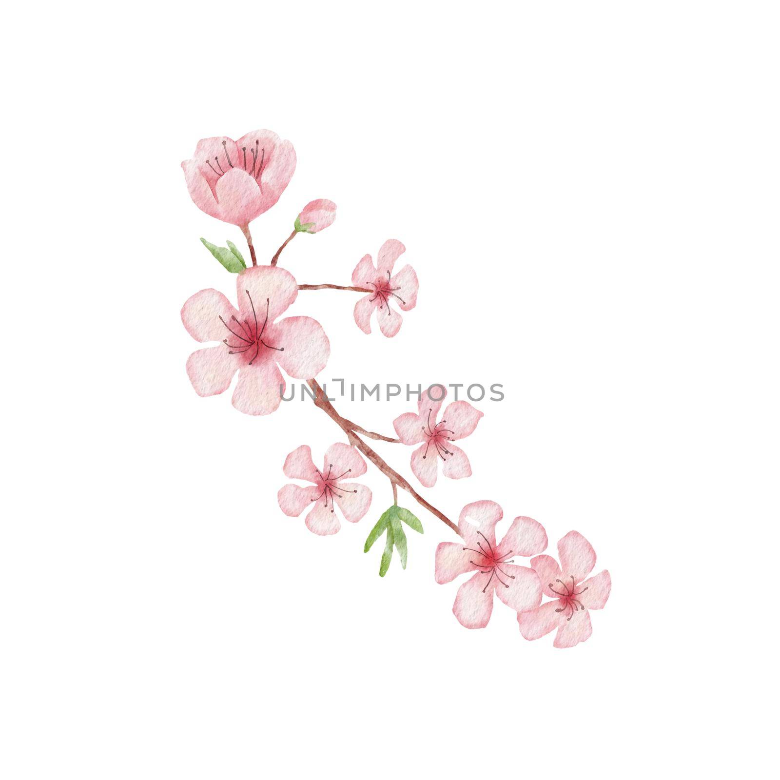 Branch of Cherry blossom illustration. Watercolor painting sakura isolated on white. Japanese flower by ElenaPlatova