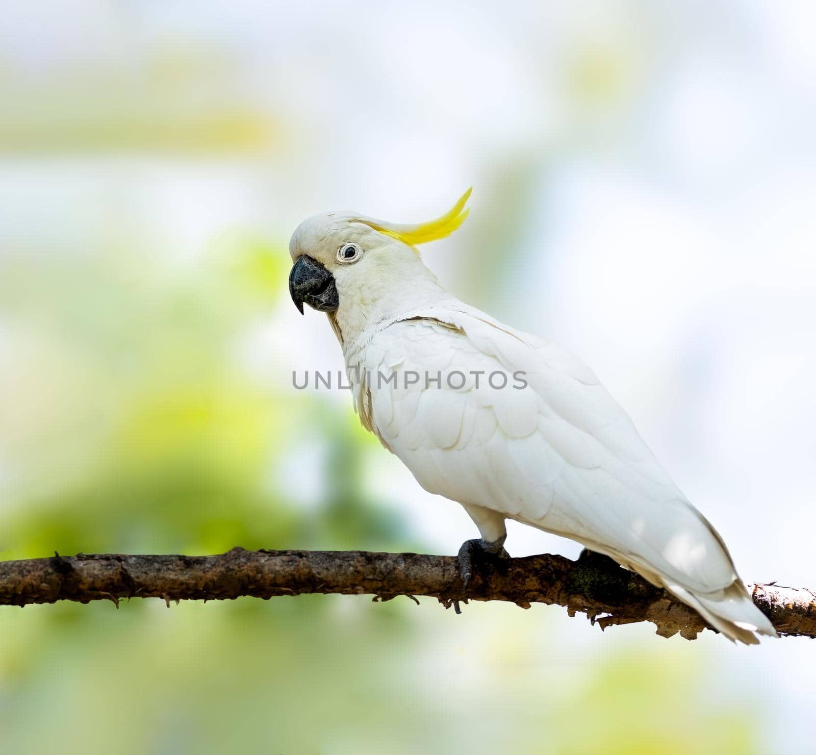 Sulphur Crested Cockatoo is a relatively large white cockatoo found in wooded habitats in Australia, New Guinea