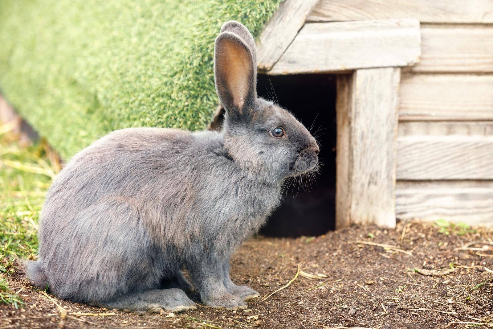 A gray rabbit sitting outside in the sun by his beautiful lodge with a moss roof. by Lincikas