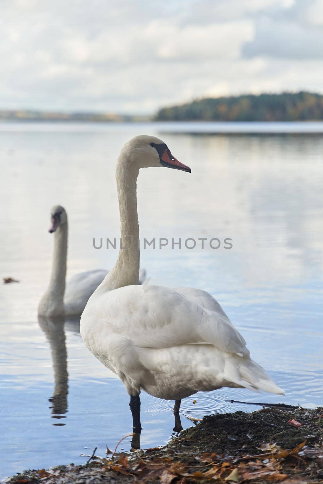 White swans swim in the lake. Kaliningrad region. by driver-s