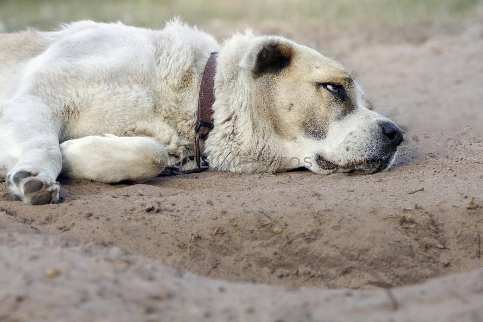 A lonesome, sad dog is sleeping and tied to a chain next to rural yard by Lincikas