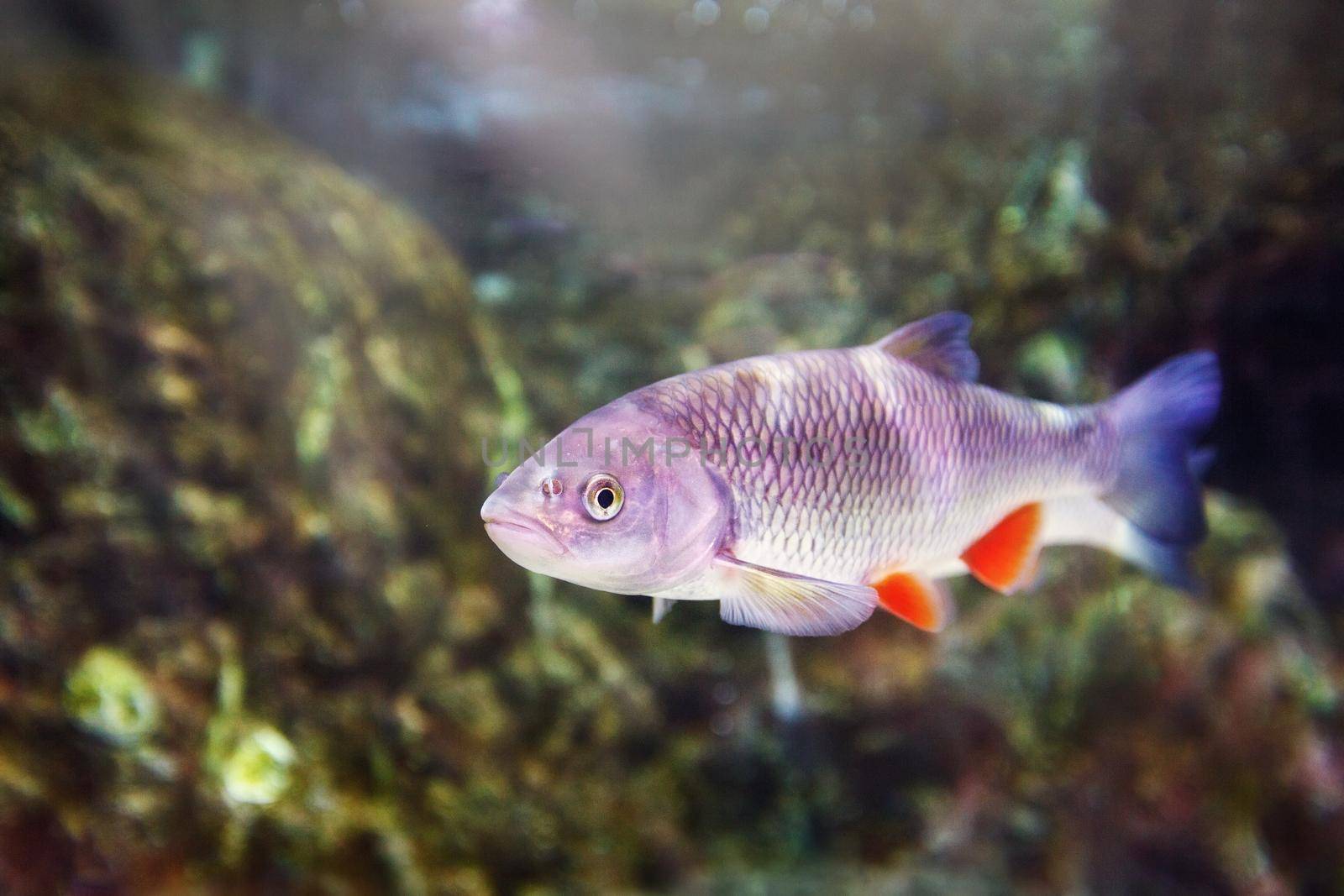 Caught chub fish in river water with algae. Squalius cephalus fishing. by Lincikas