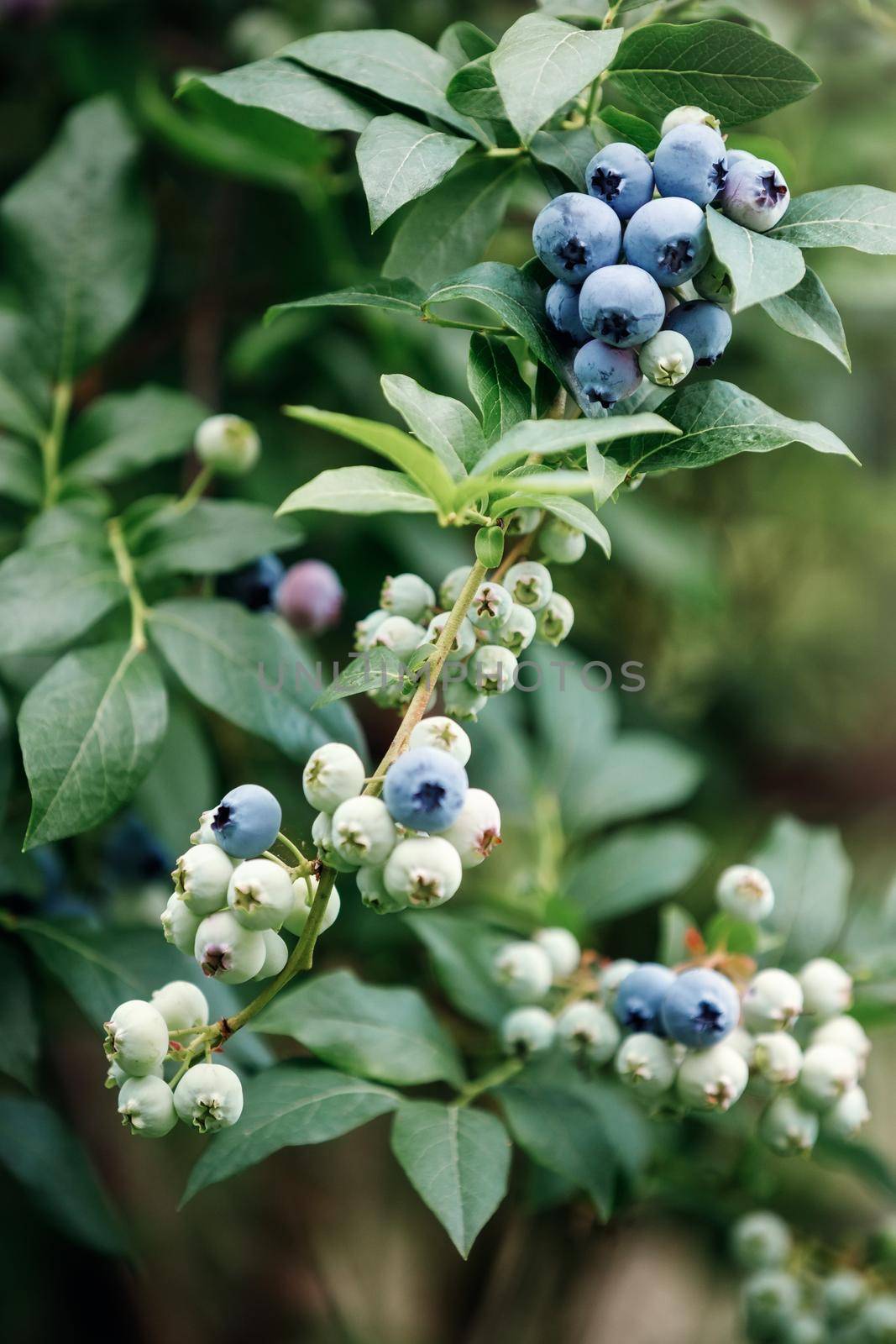 Blueberries growing on bush in a field by Lincikas