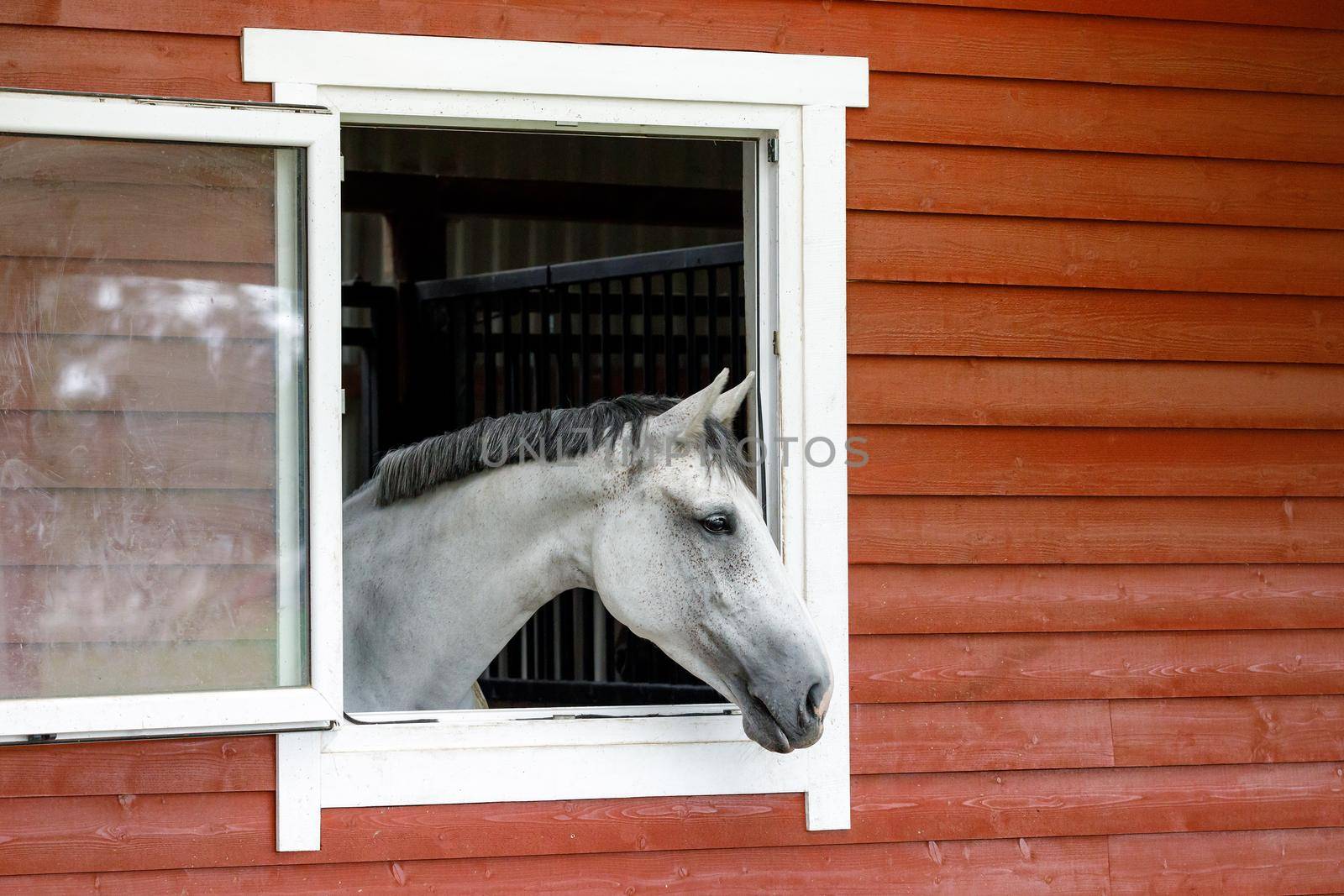 Curious white horse looks out the stable window. The exterior of the horse stable is made of red wood planks, there is free space for text in the picture. by Lincikas