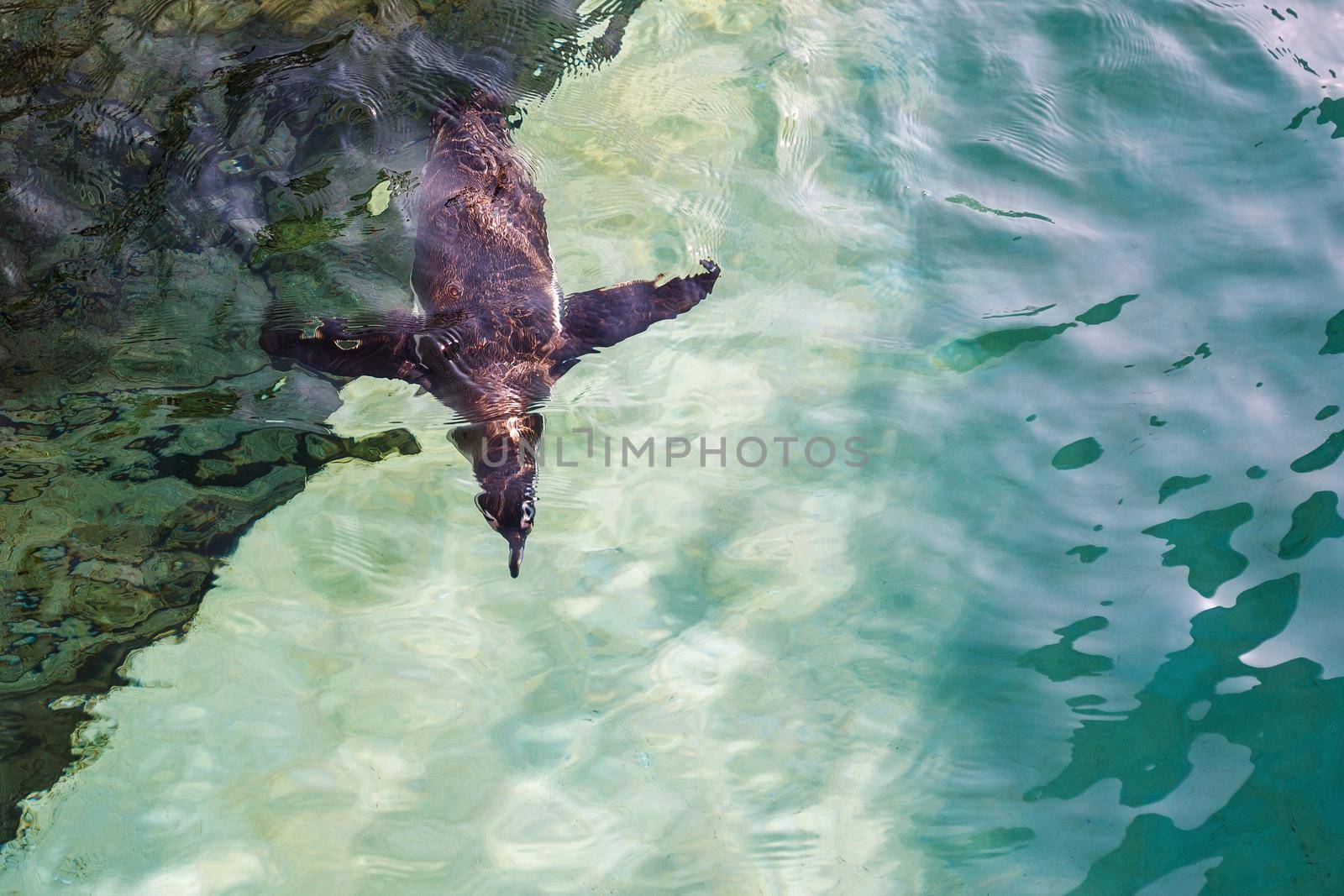 Penguin dive. Humboldt penguin close-up is swimming in water underwater photo, in green tones.