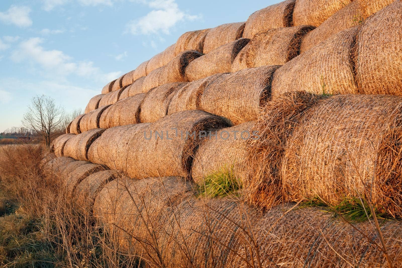 Dry baled hay bales stack, rural countryside straw background. Hay bales straw storage shed full of bales hay on agricultural farm.