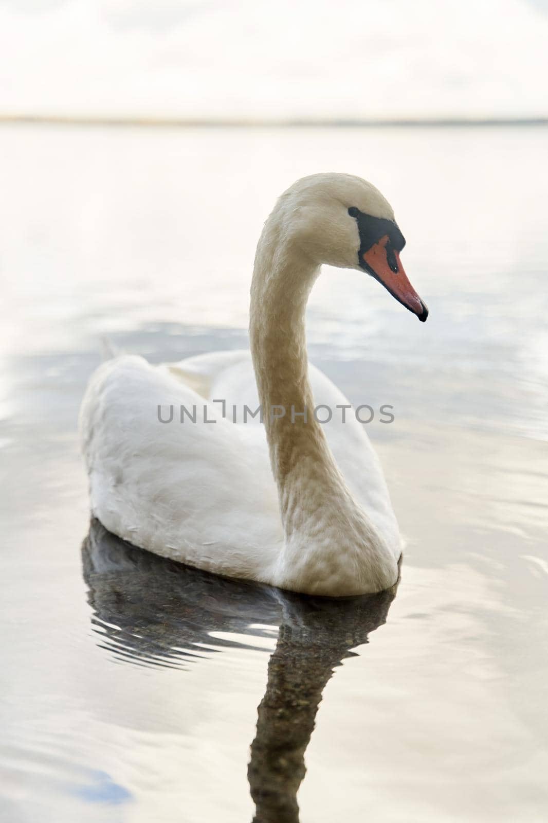 White swans swim in the lake. Kaliningrad region. by driver-s