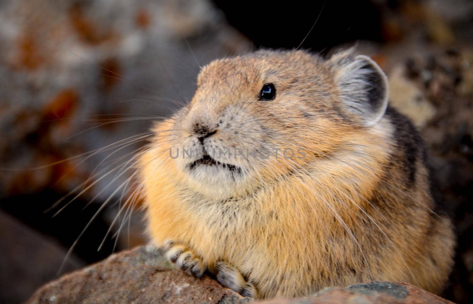 Photo of American Pikas are small mountain dwelling mammals with selective focus on the Pika