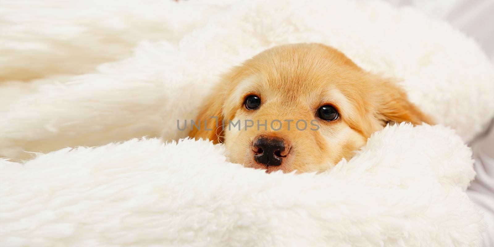 A child with a cute puppy. Girl with a golden hovawart puppy at home. cute little guard puppy. Golden Retriever pup.