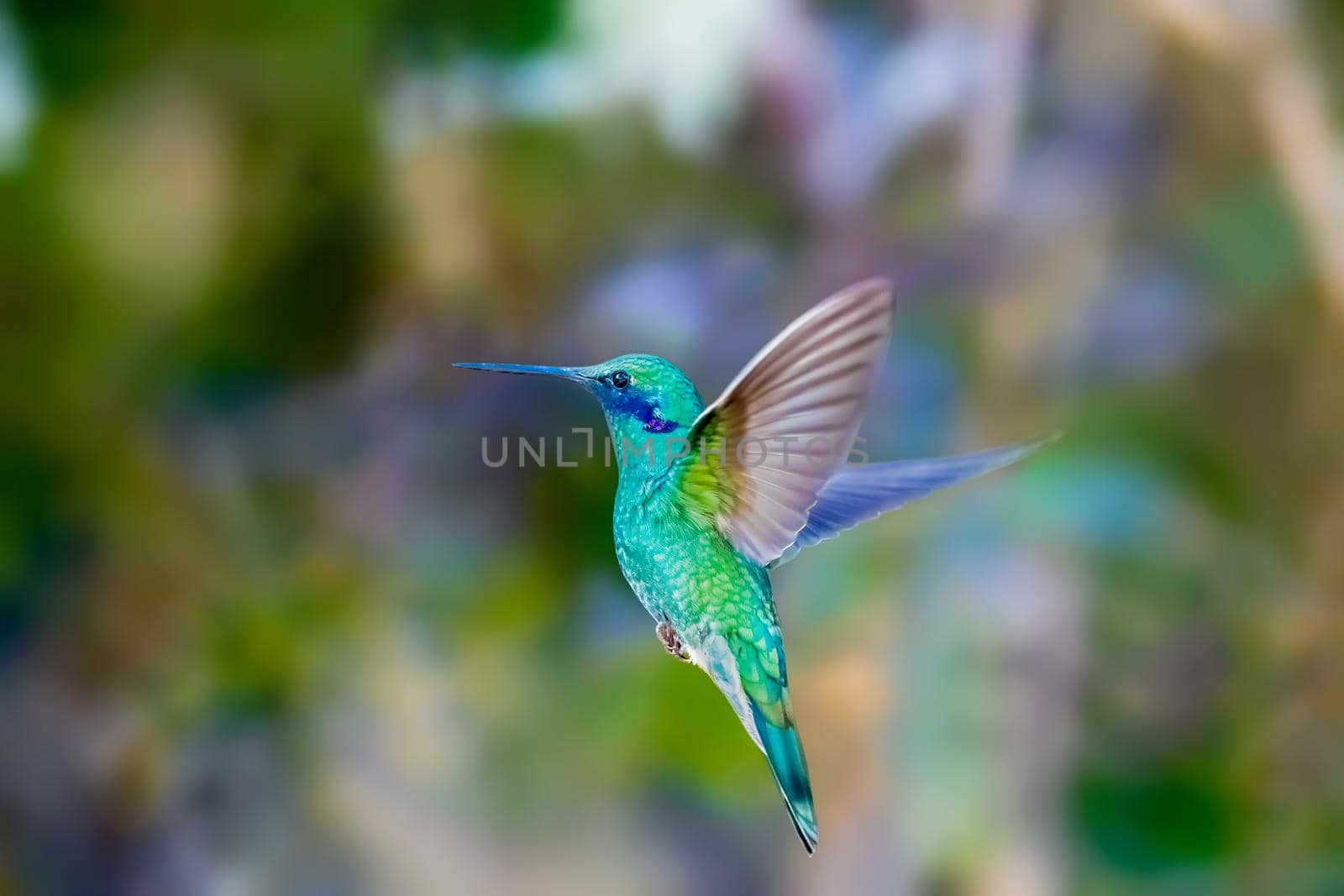 Sparkling Violetear is a species of hummingbird widespread in highlands of northern and western South America