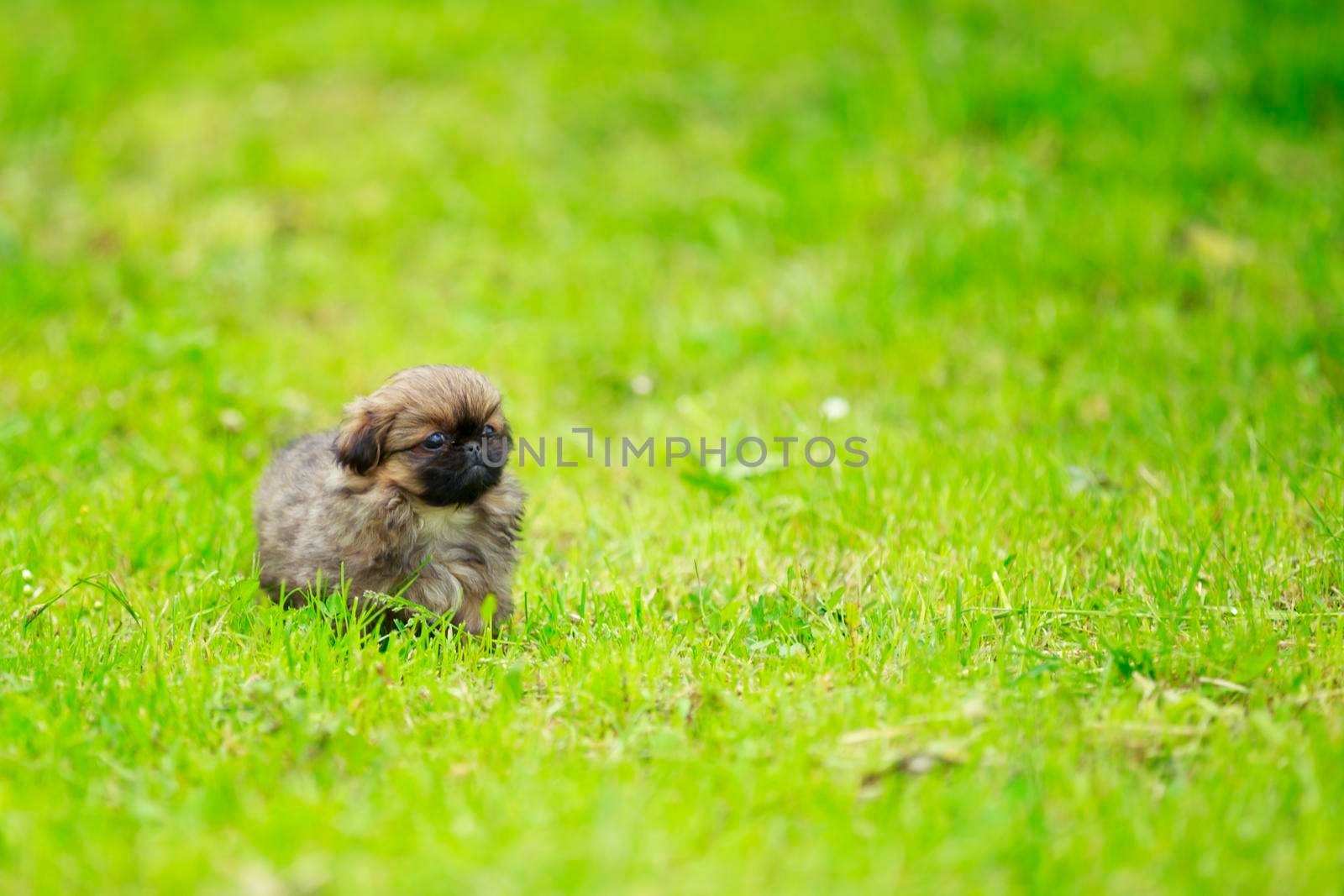 Pekingese puppy running on the grass